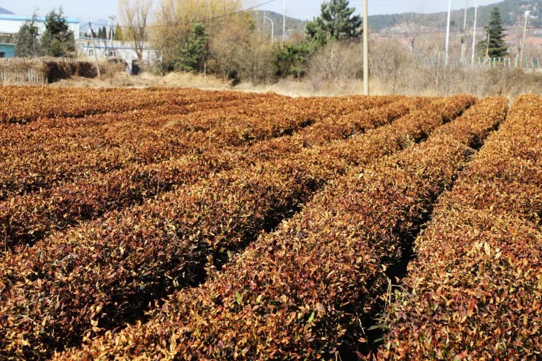 Laoshan Green Tea photo 7
