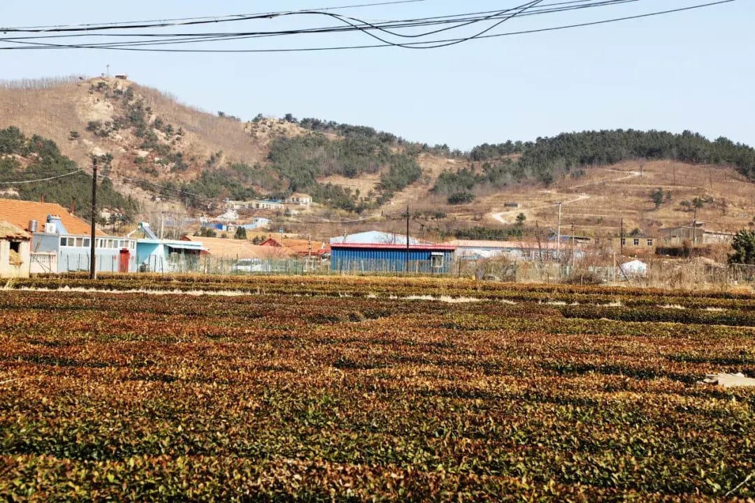 Laoshan Green Tea photo 8
