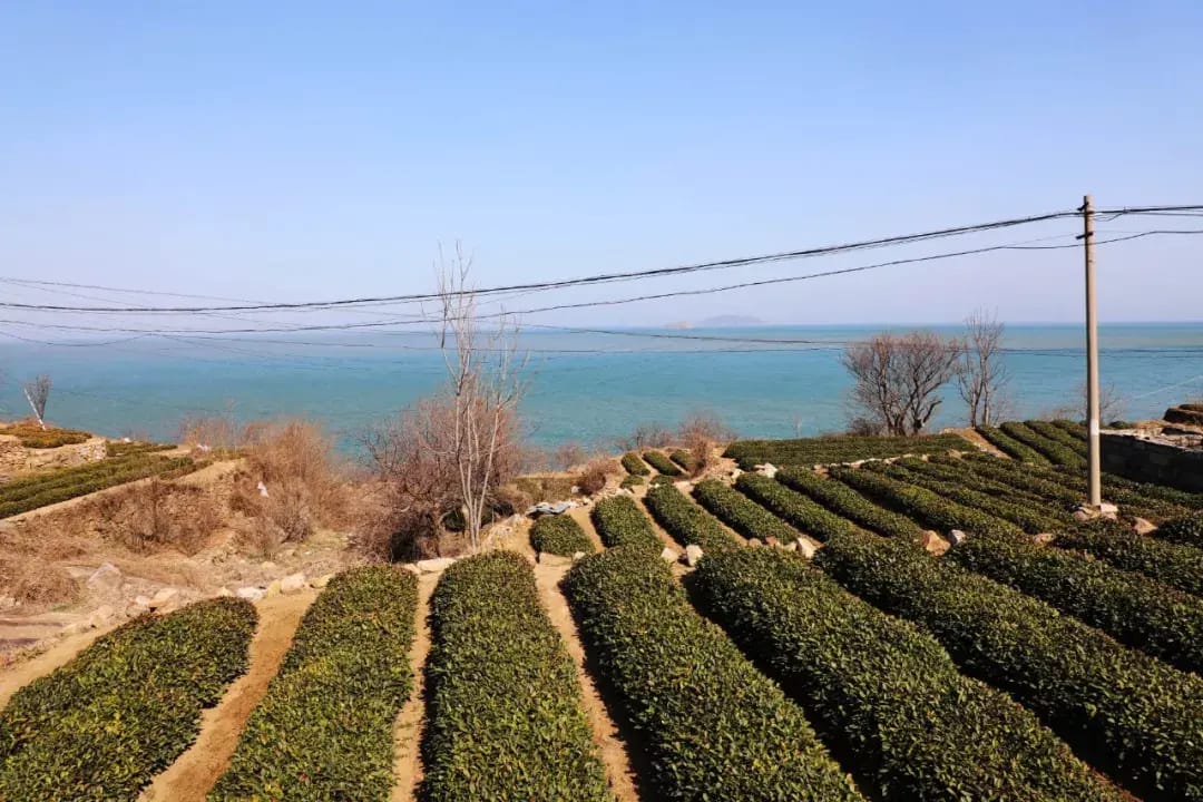 Laoshan Green Tea photo 5