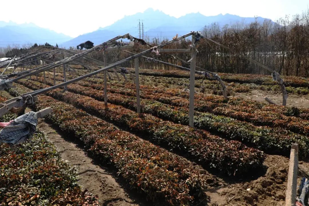 Laoshan Green Tea photo 6