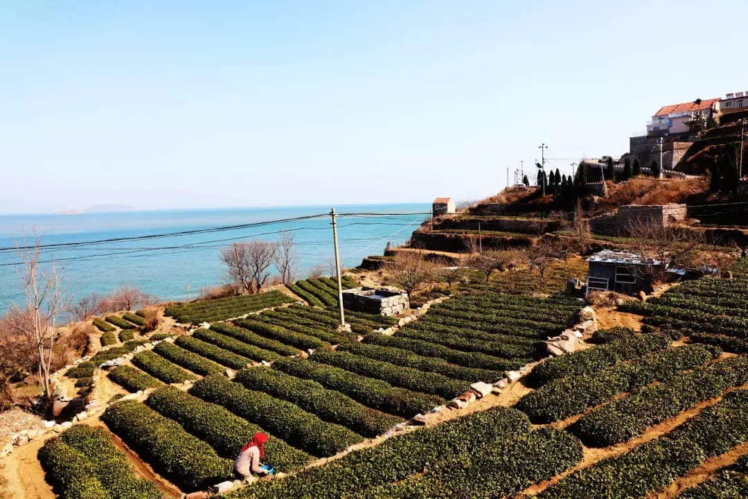 Laoshan Green Tea photo 3
