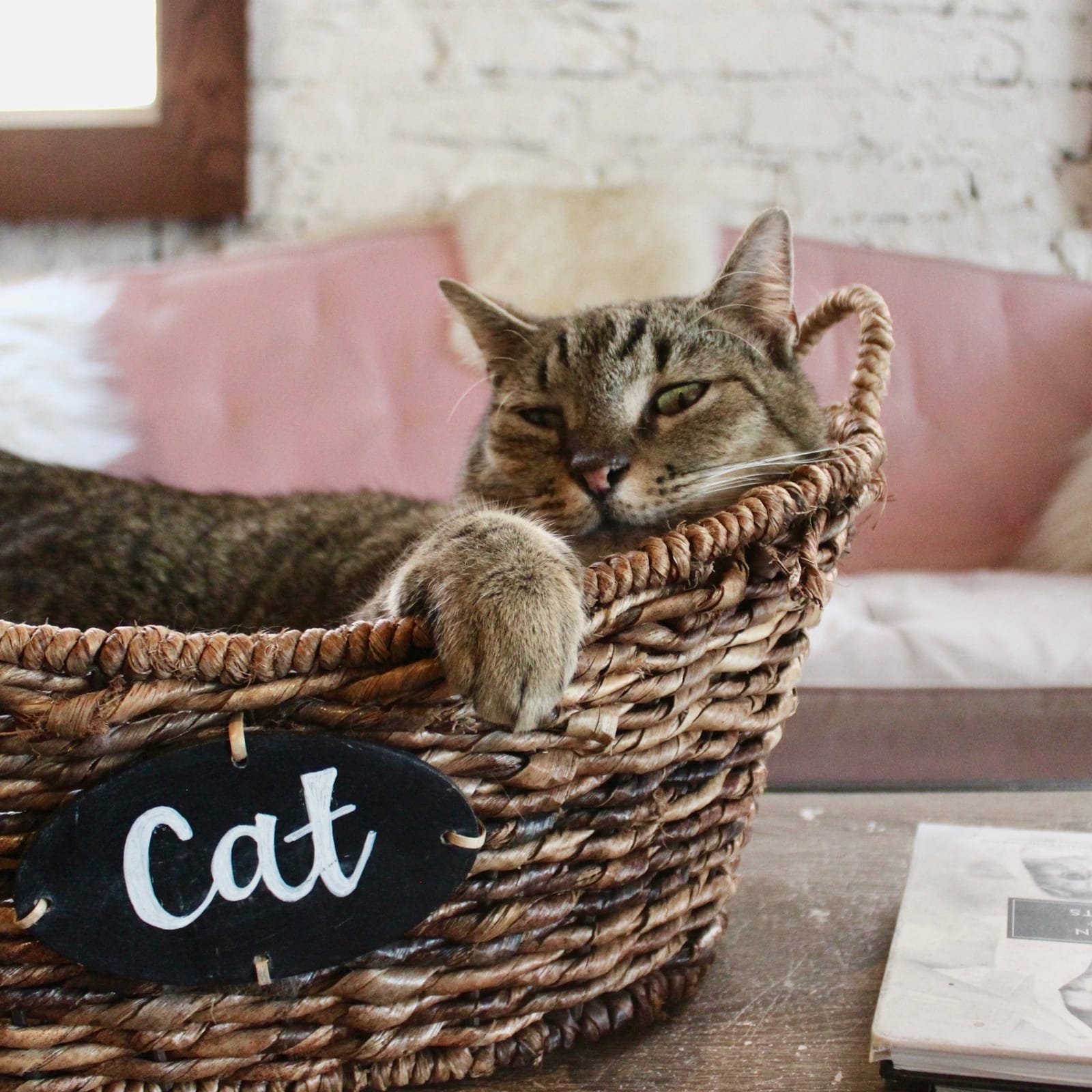 Pounce Cat Café + Wine Bar photo 6