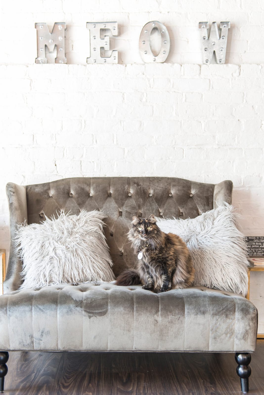 Pounce Cat Café + Wine Bar photo 4
