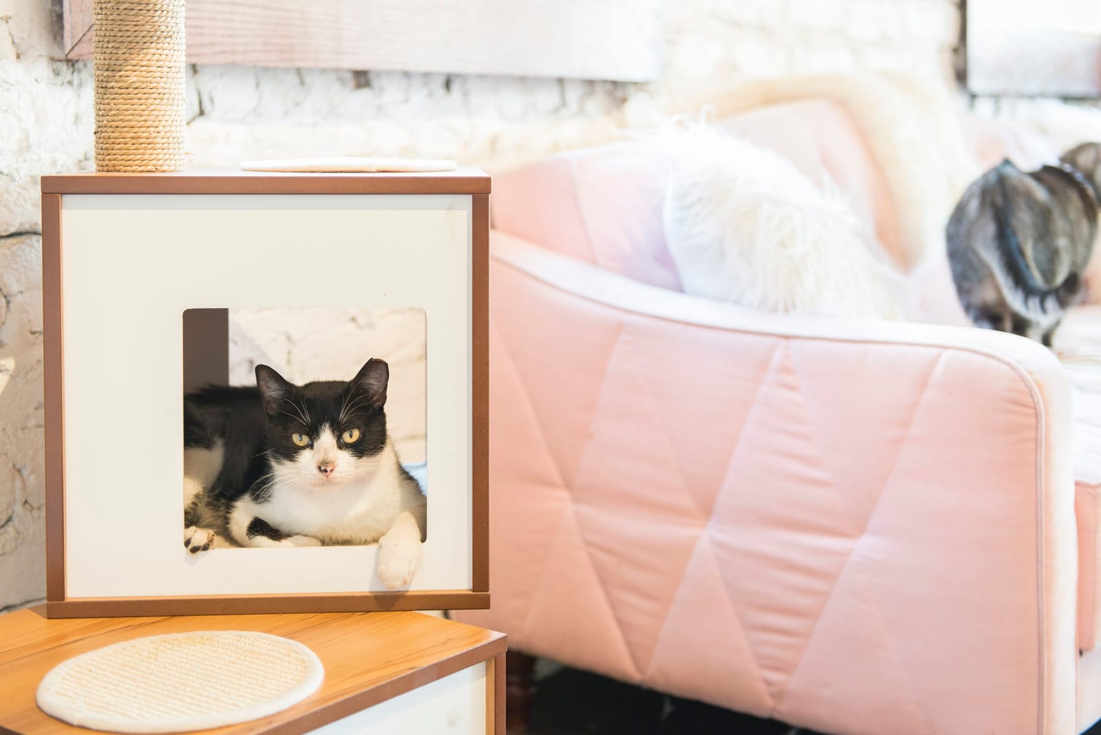 Pounce Cat Café + Wine Bar photo 2