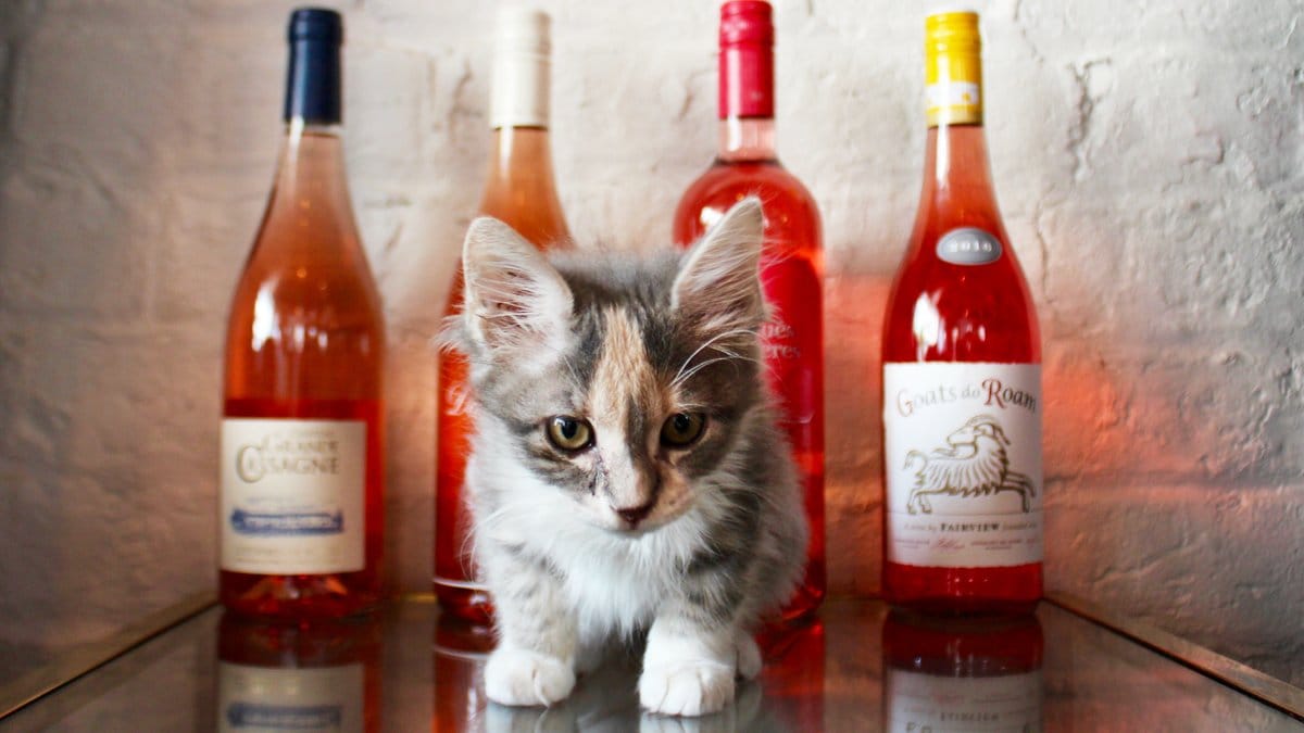 Pounce Cat Café + Wine Bar photo 7