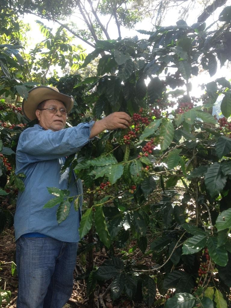 Mi Café Finca Bonilla Sorto photo 2
