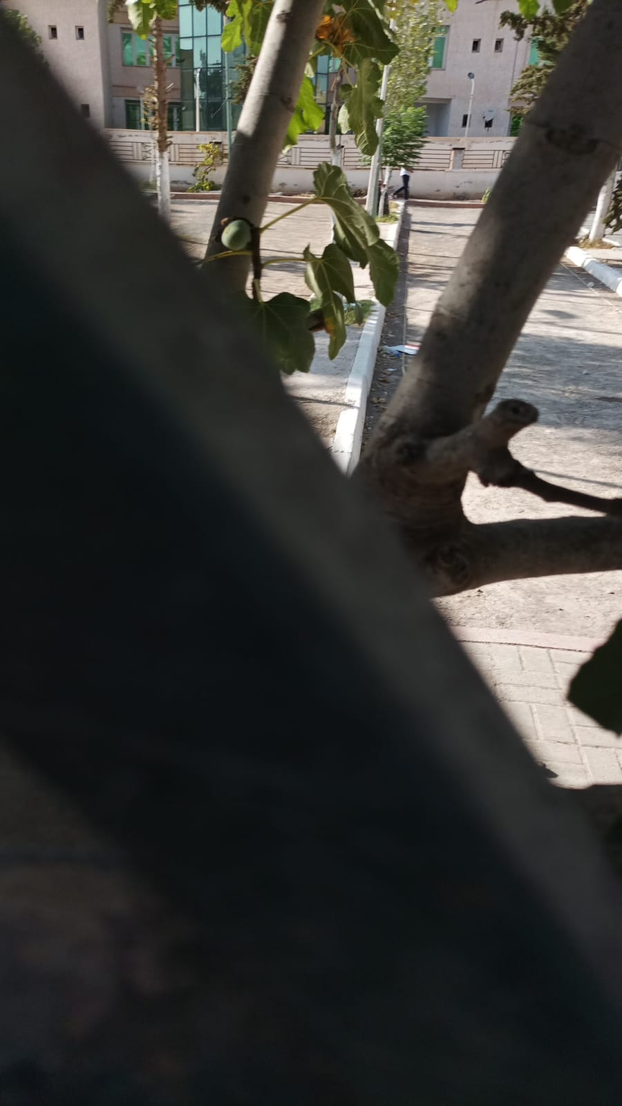 Cafétéria Miami