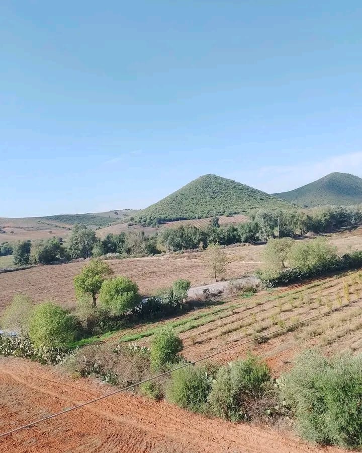 Café chawi
