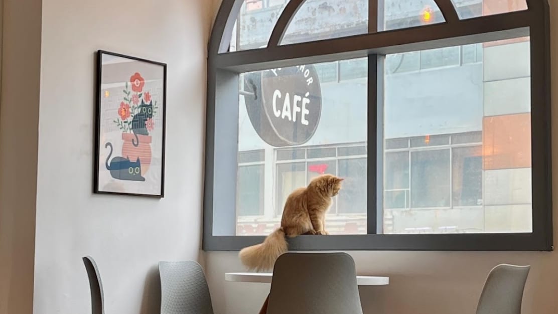Furrycafe