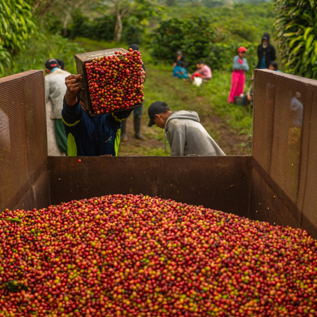 Café Meraki Costa Rica
