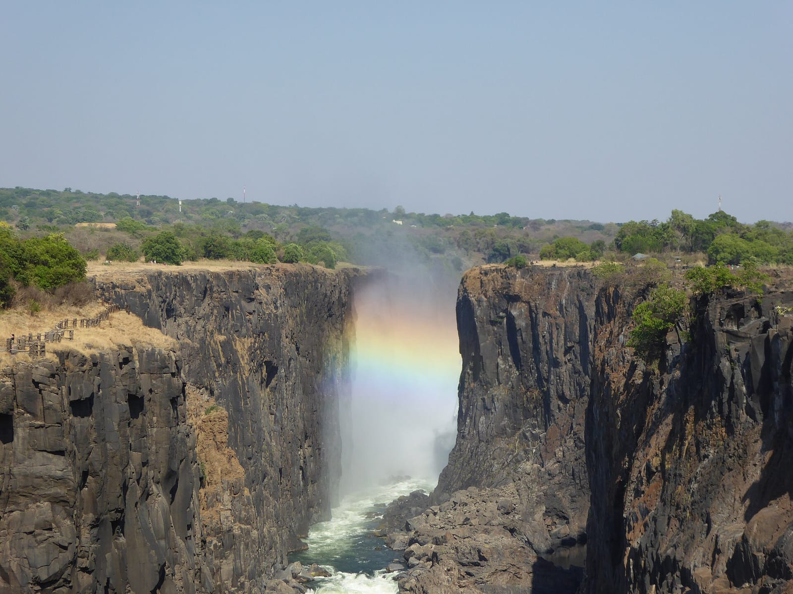 Rainbow Zebra photo 2