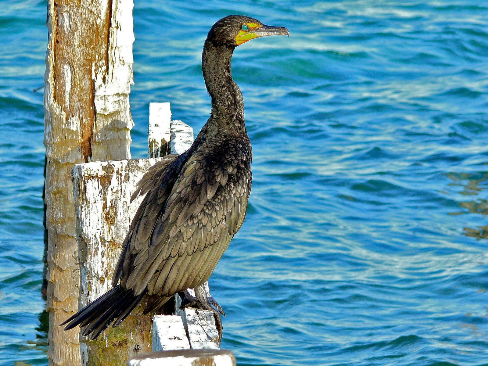 Caye Breeze Cafe