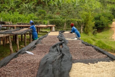 Gisa's Coffee Nyamata photo 7