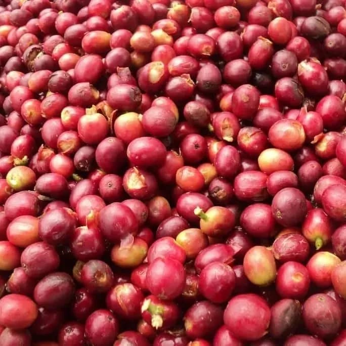 Namalu Coffee Ltd photo 5