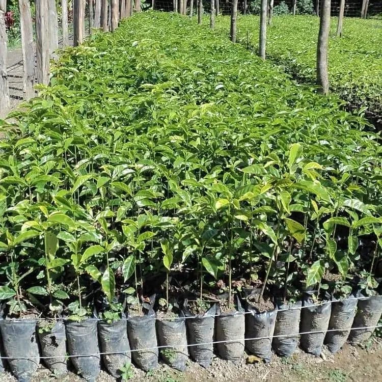 Namalu Coffee Ltd photo 4