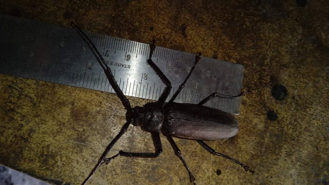 TITIK TEMU X SANGKURIANG RESTO ATAMBUA photo 2