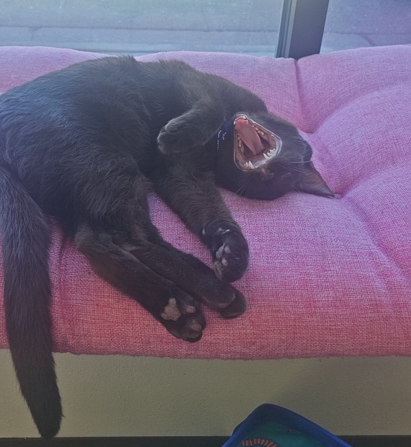 The Catitude Cafe