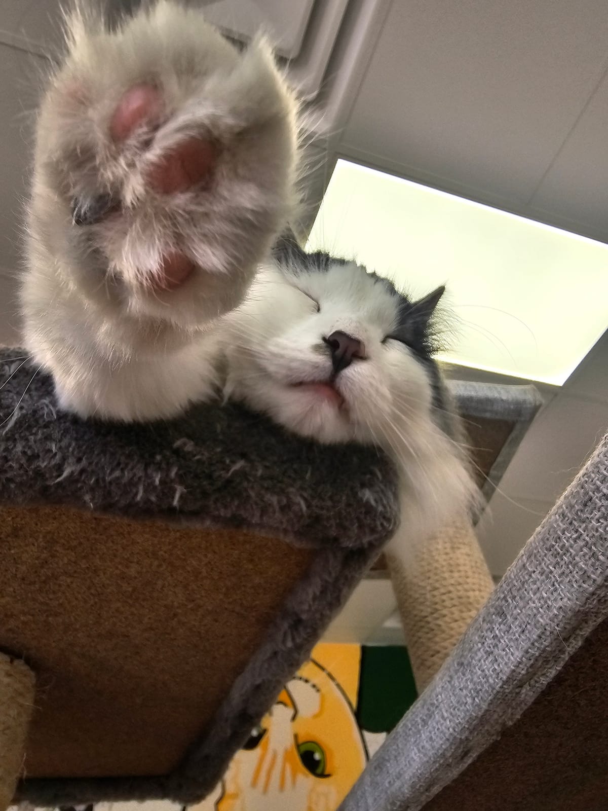The Catitude Cafe photo 5
