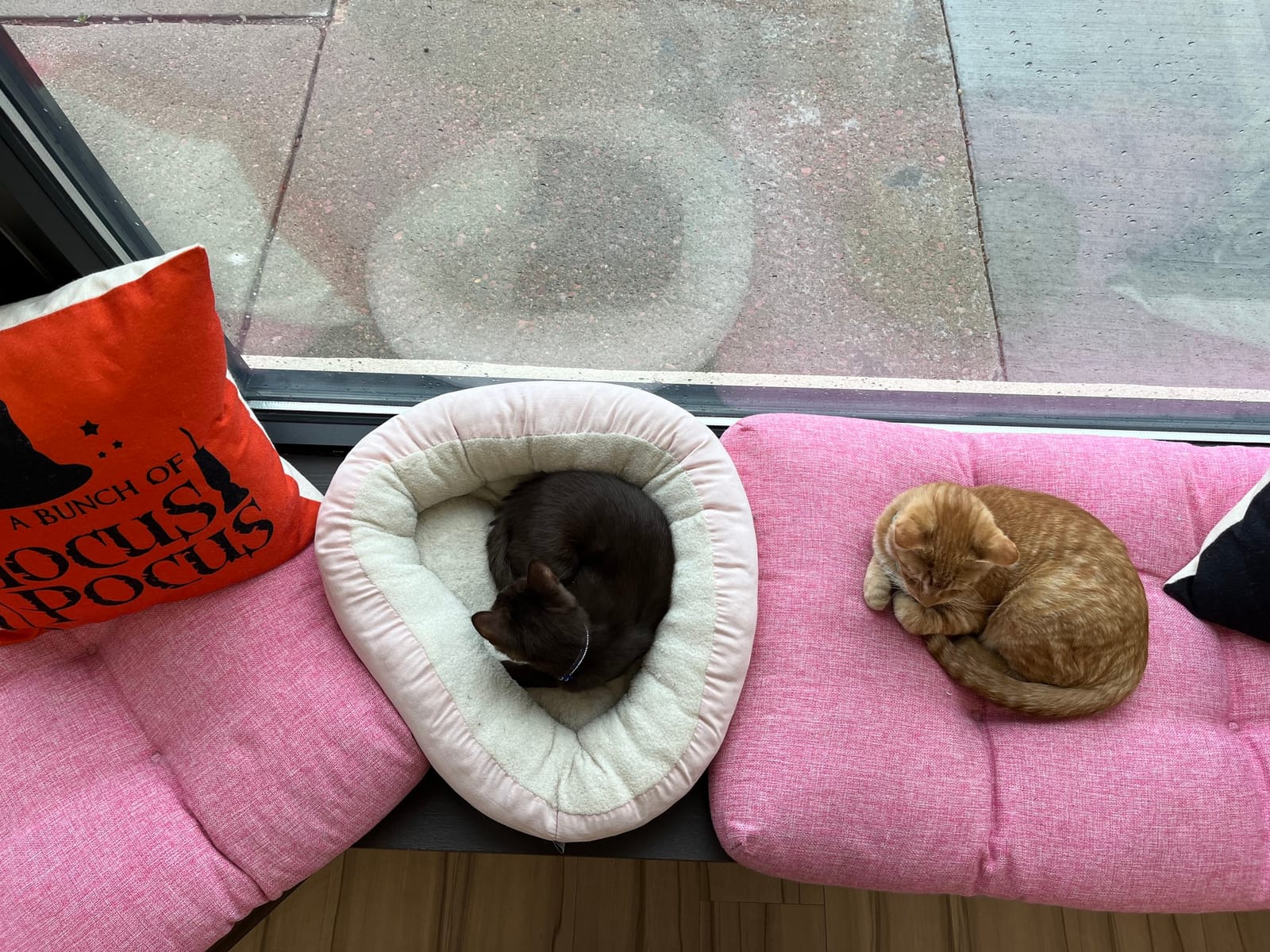 The Catitude Cafe photo 2