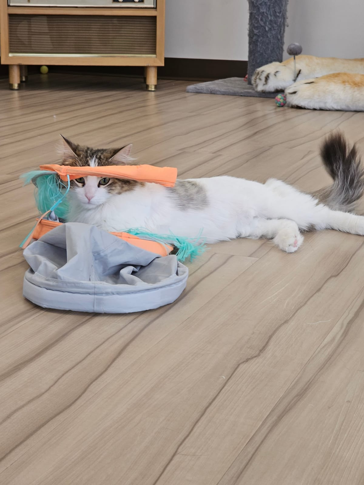 The Catitude Cafe photo 6