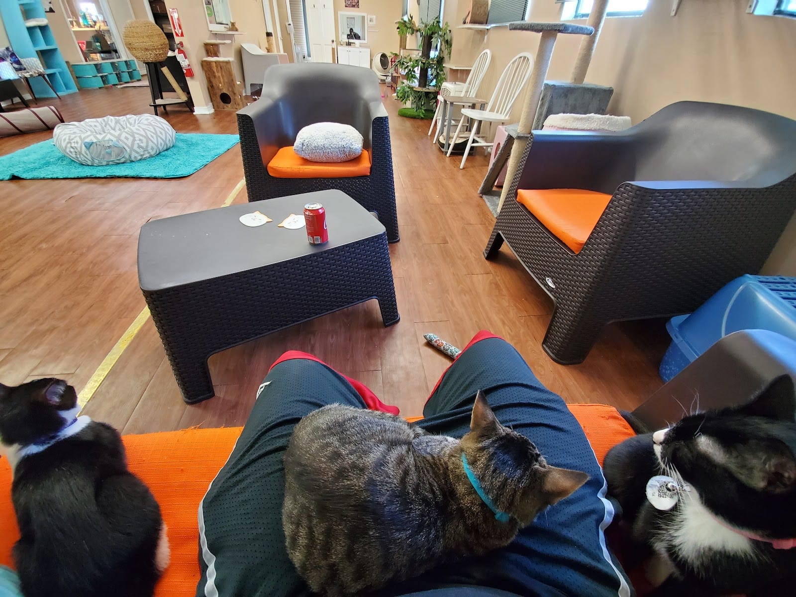 The Casual Cat Cafe