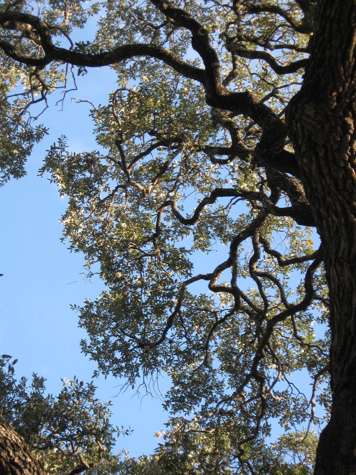 OPA! Greek Cafe photo 2