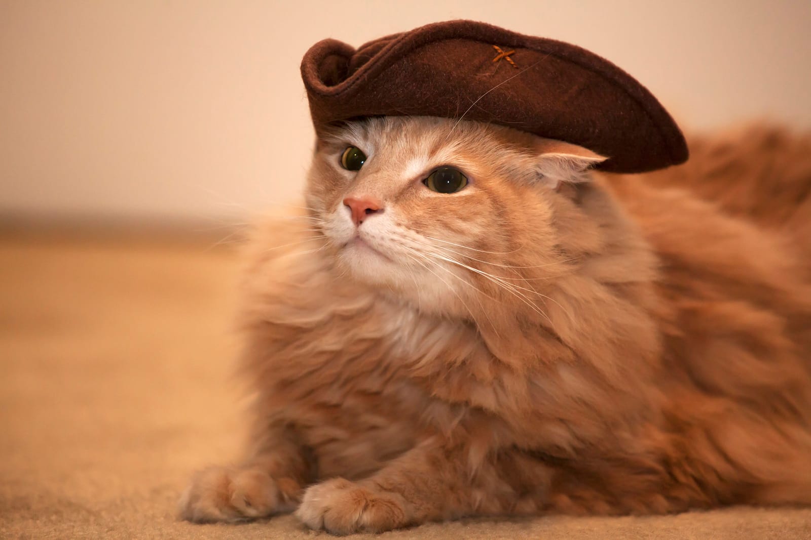 Mount Purrnon Cat Café + Wine Bar photo 2