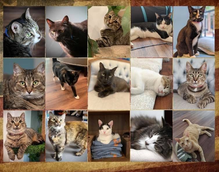 Mount Purrnon Cat Café + Wine Bar photo 5