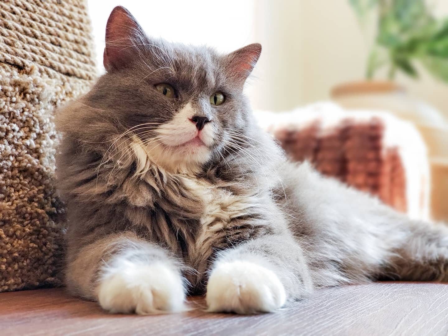 Mount Purrnon Cat Café + Wine Bar photo 3