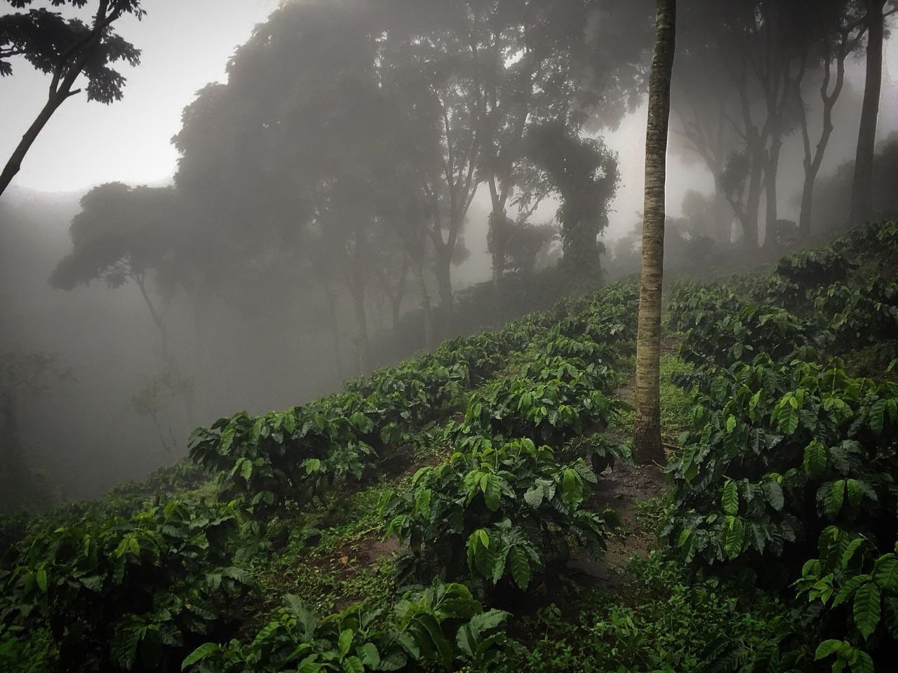 Afterglow Coffee Cooperative photo 4