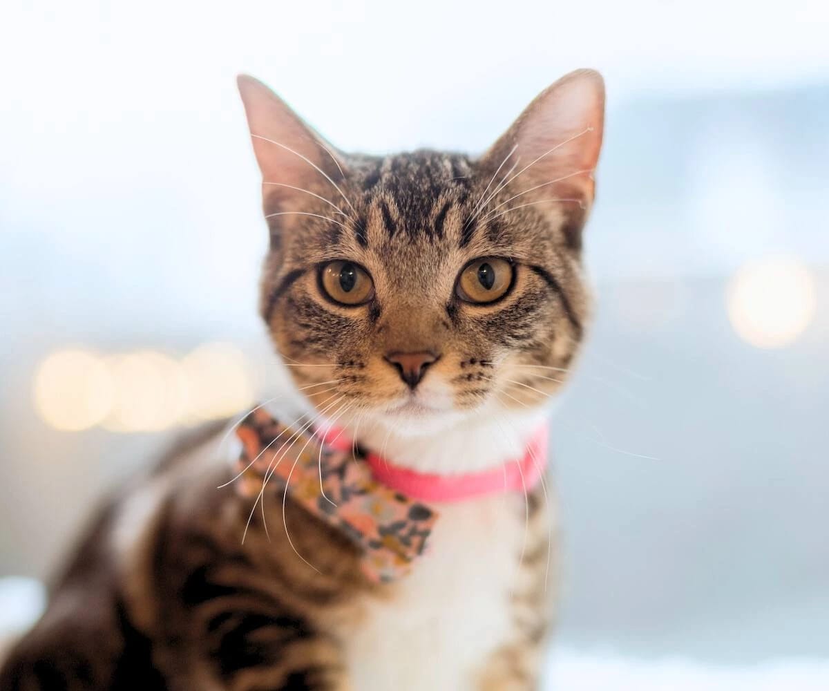 NEKO Cat Cafe photo 5