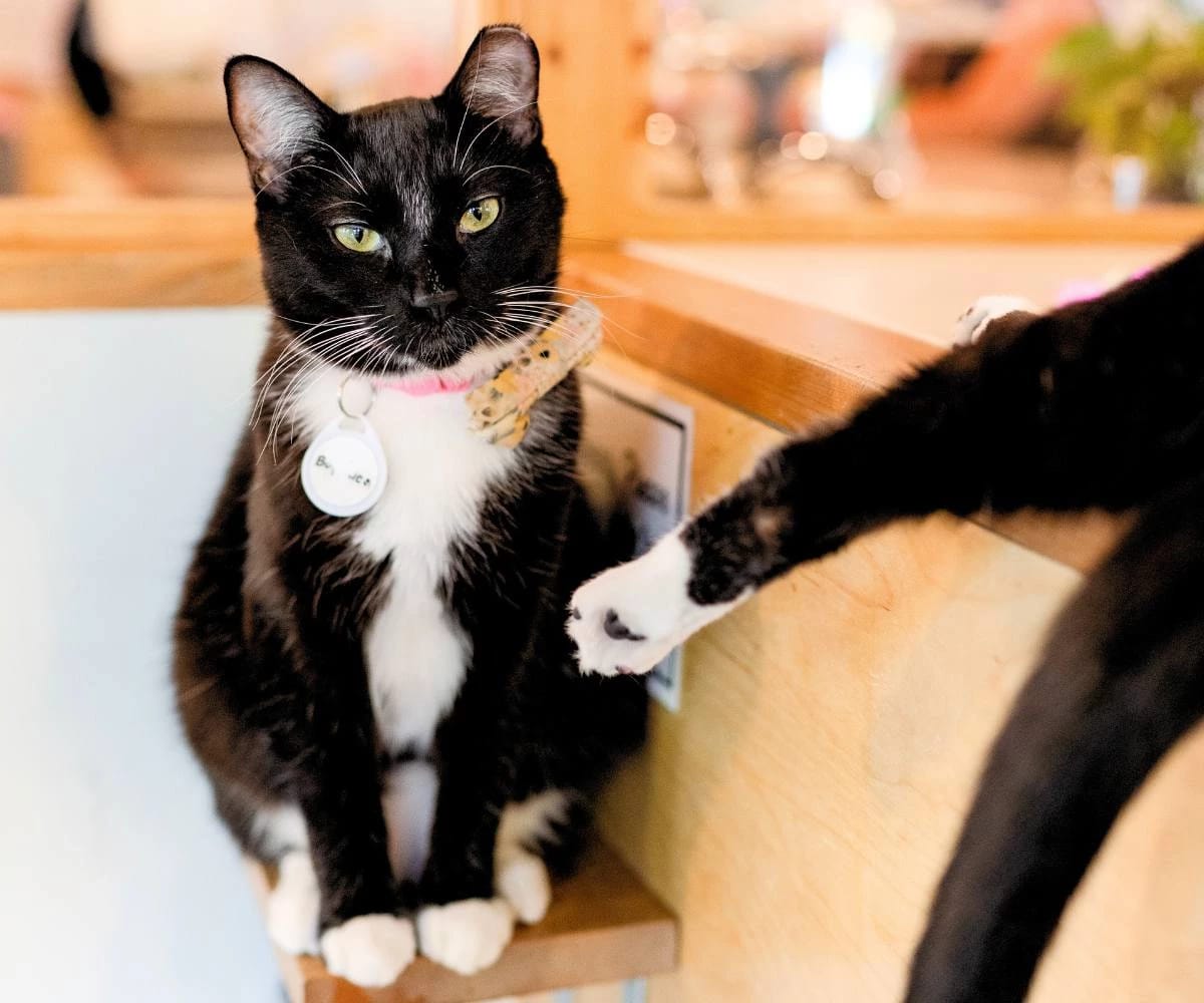 NEKO Cat Cafe photo 7