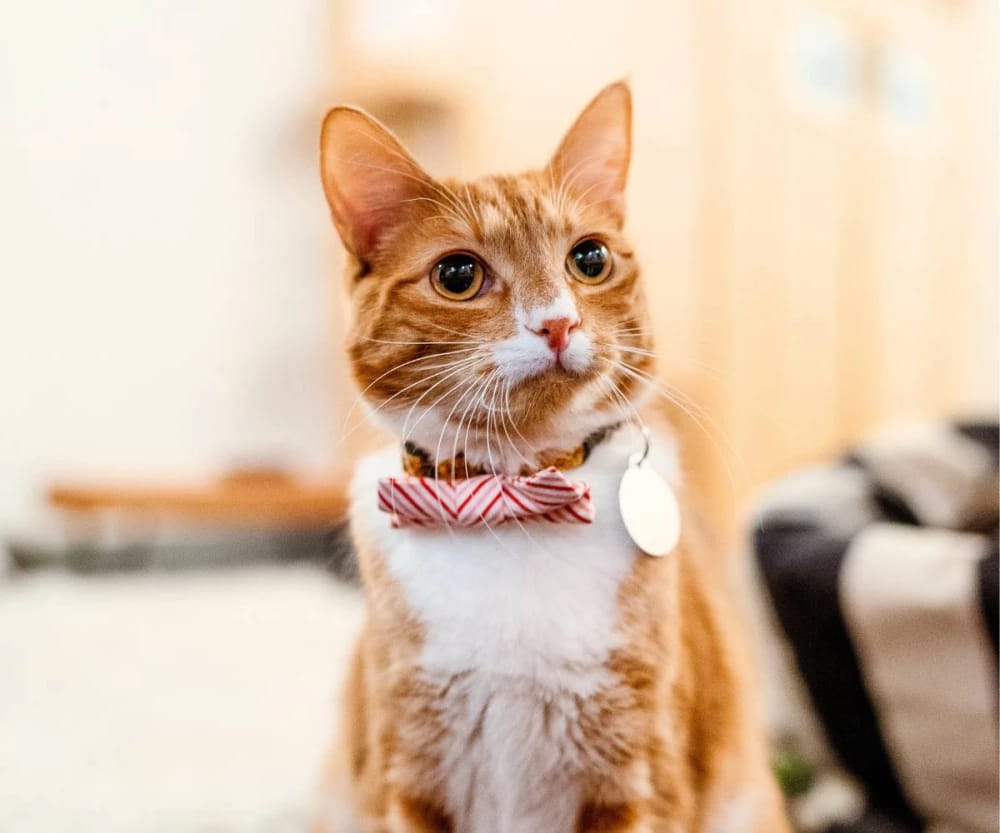NEKO Cat Cafe photo 4