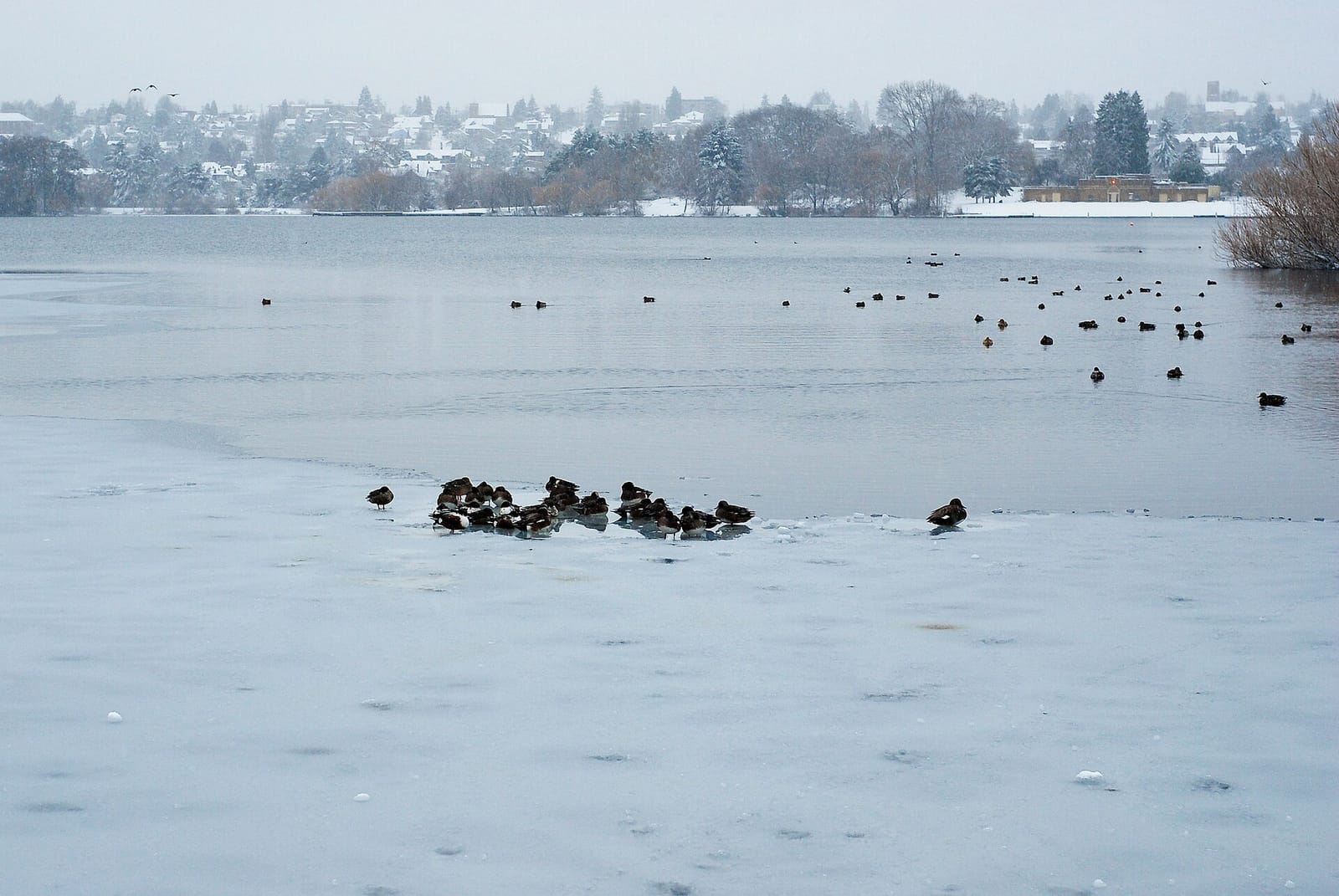 Greenlake Boathouse Cafe photo 4