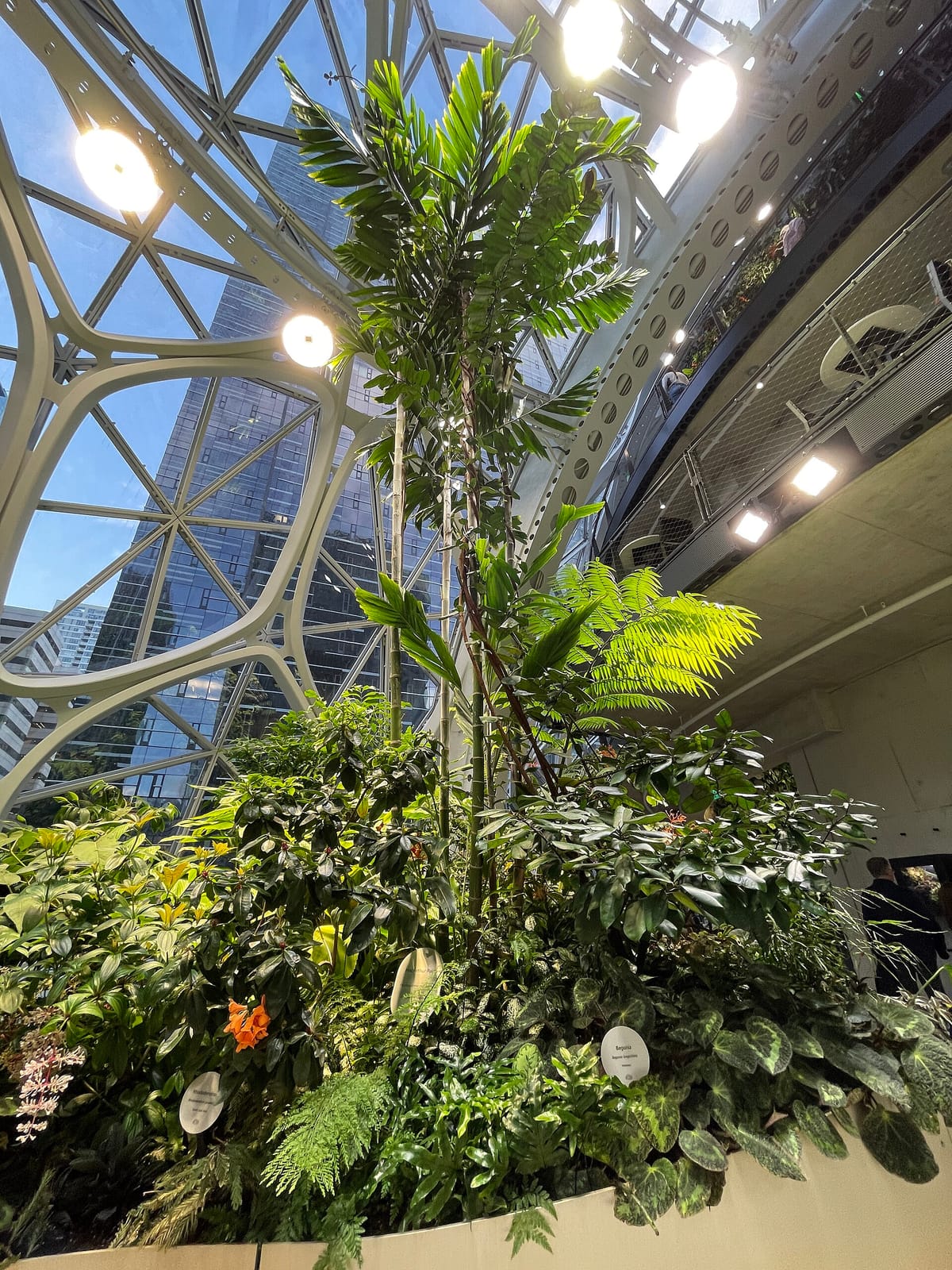 General Porpoise Doughnuts - Amazon Spheres photo 2