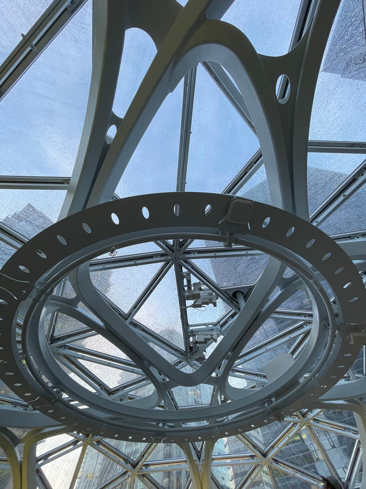 General Porpoise Doughnuts - Amazon Spheres photo 3