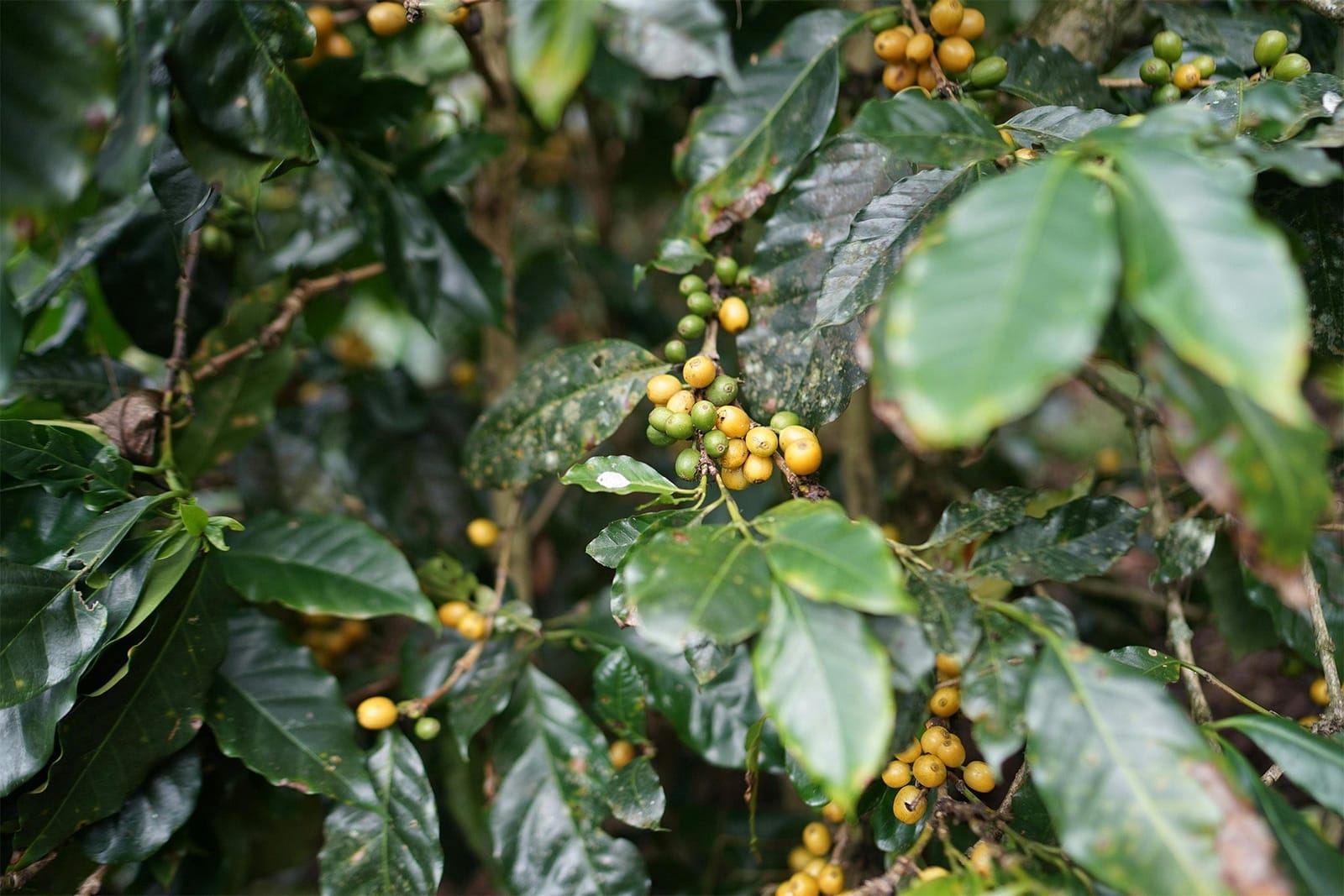 Kafiex Roasters - Gastro Café photo 2