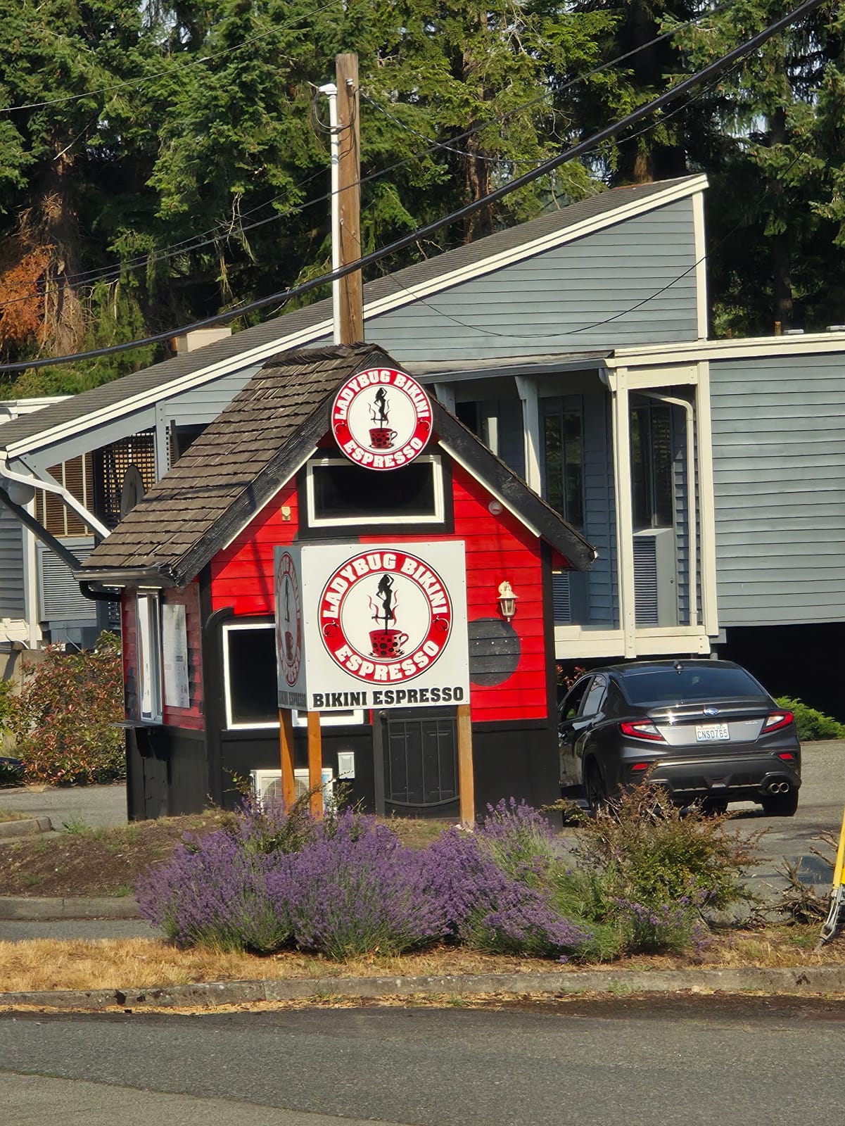 Ladybug Bikini Coffee Stand