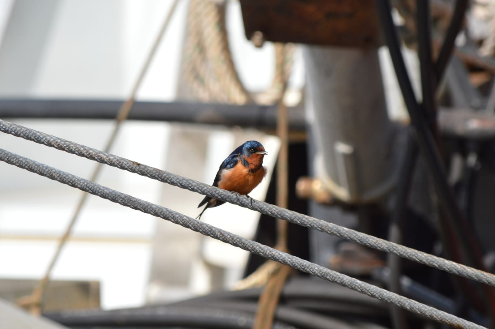 Crow's Nest Coffee photo 2