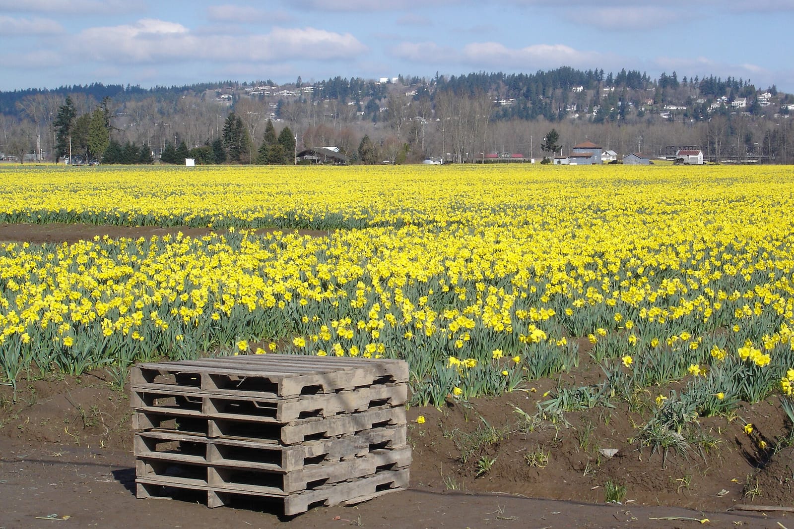 Fika photo 9