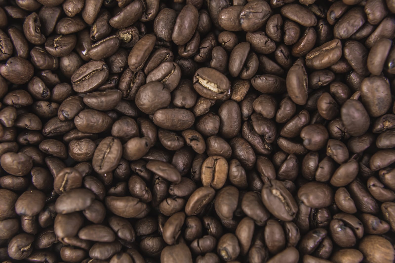 True Coffee Roasters photo 3