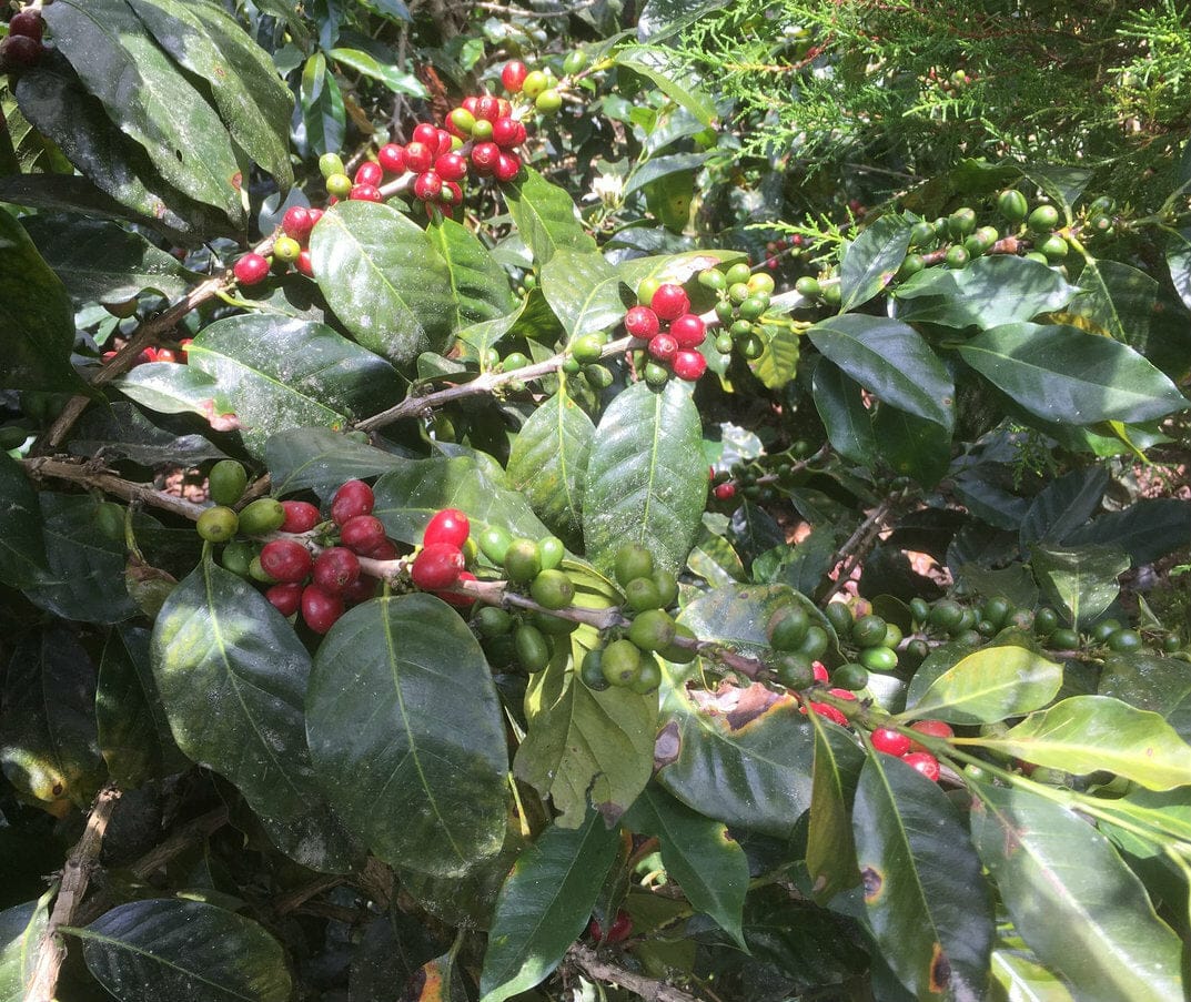 True Coffee Roasters photo 8