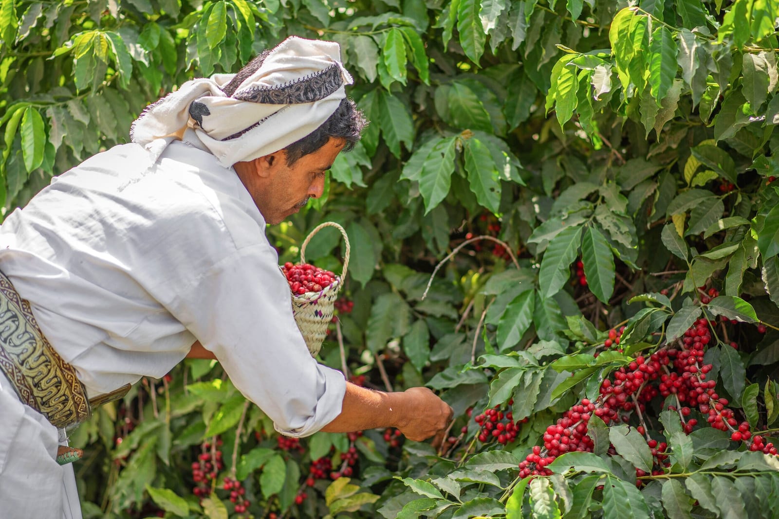 Qamaria Yemeni Coffee photo 5