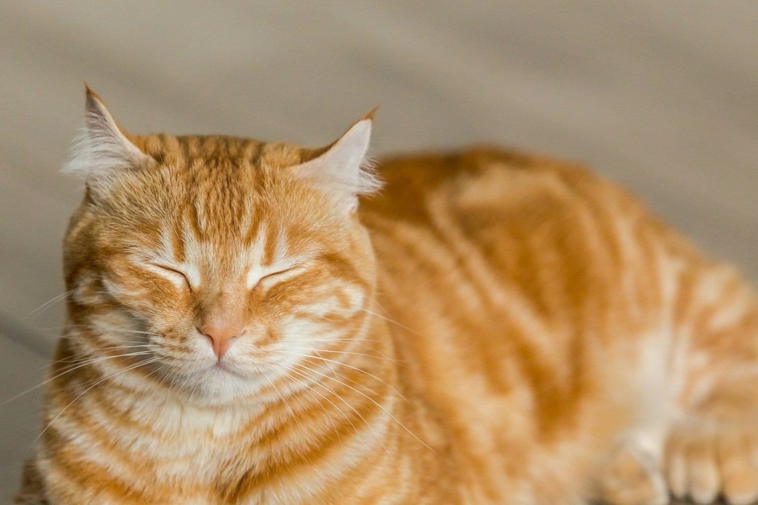 Starry Night Cat Café photo 7