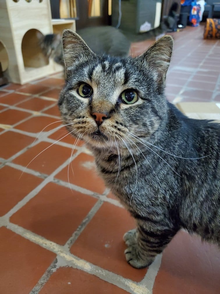 Starry Night Cat Café photo 6