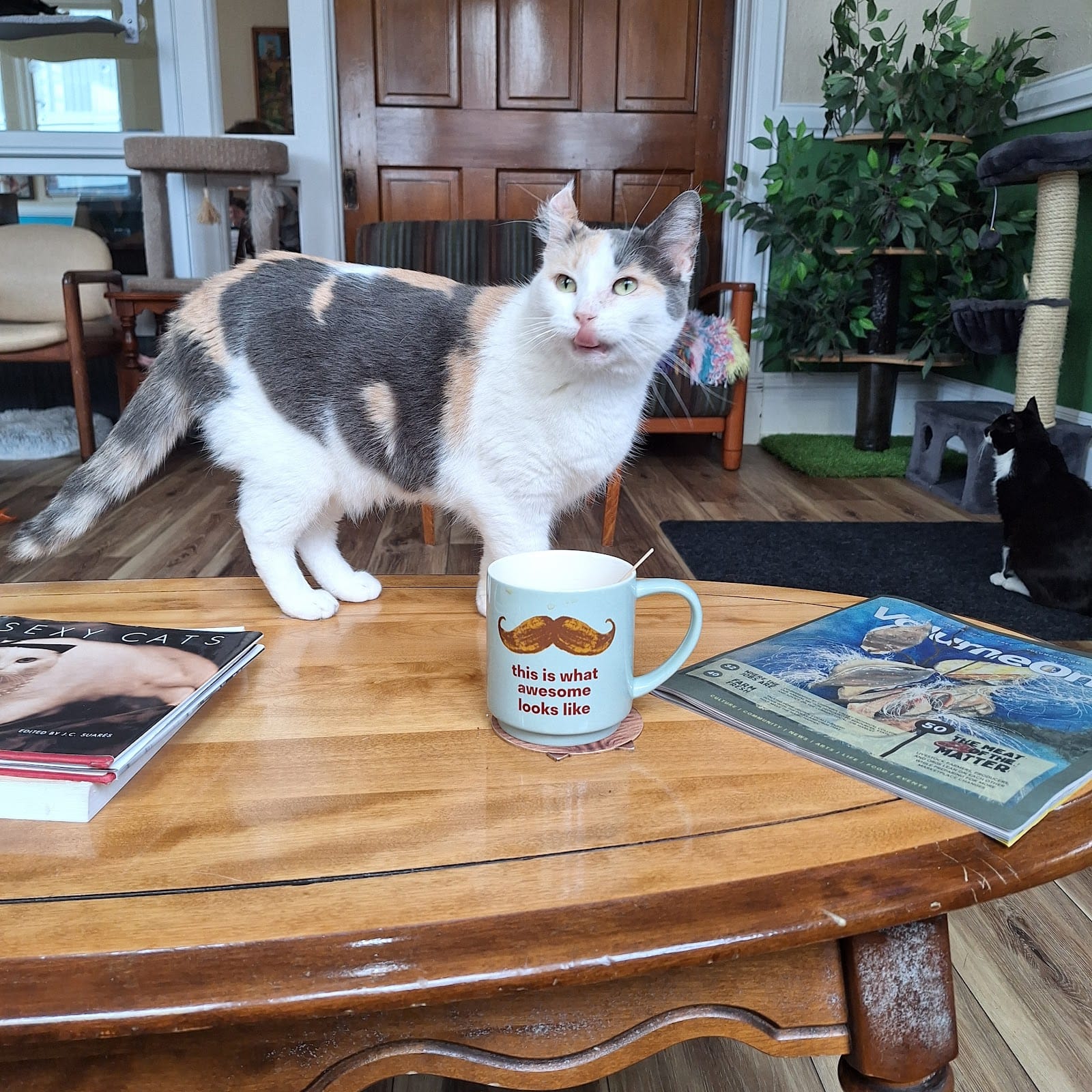 Mr. Kitty's Cat Café & Boutique