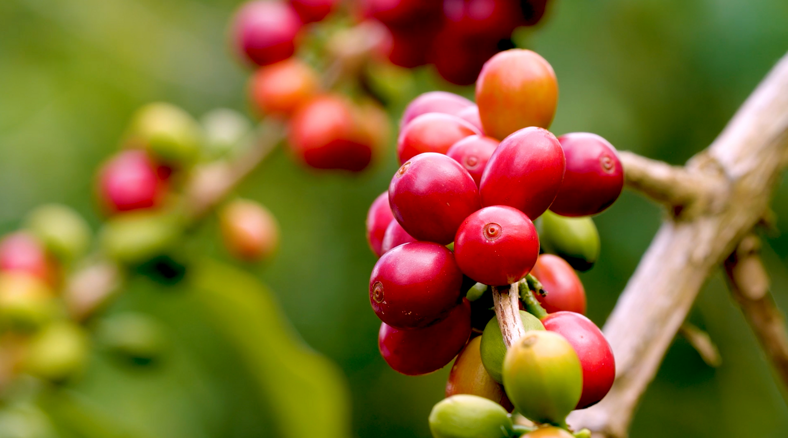 Sweven Coffee photo 2