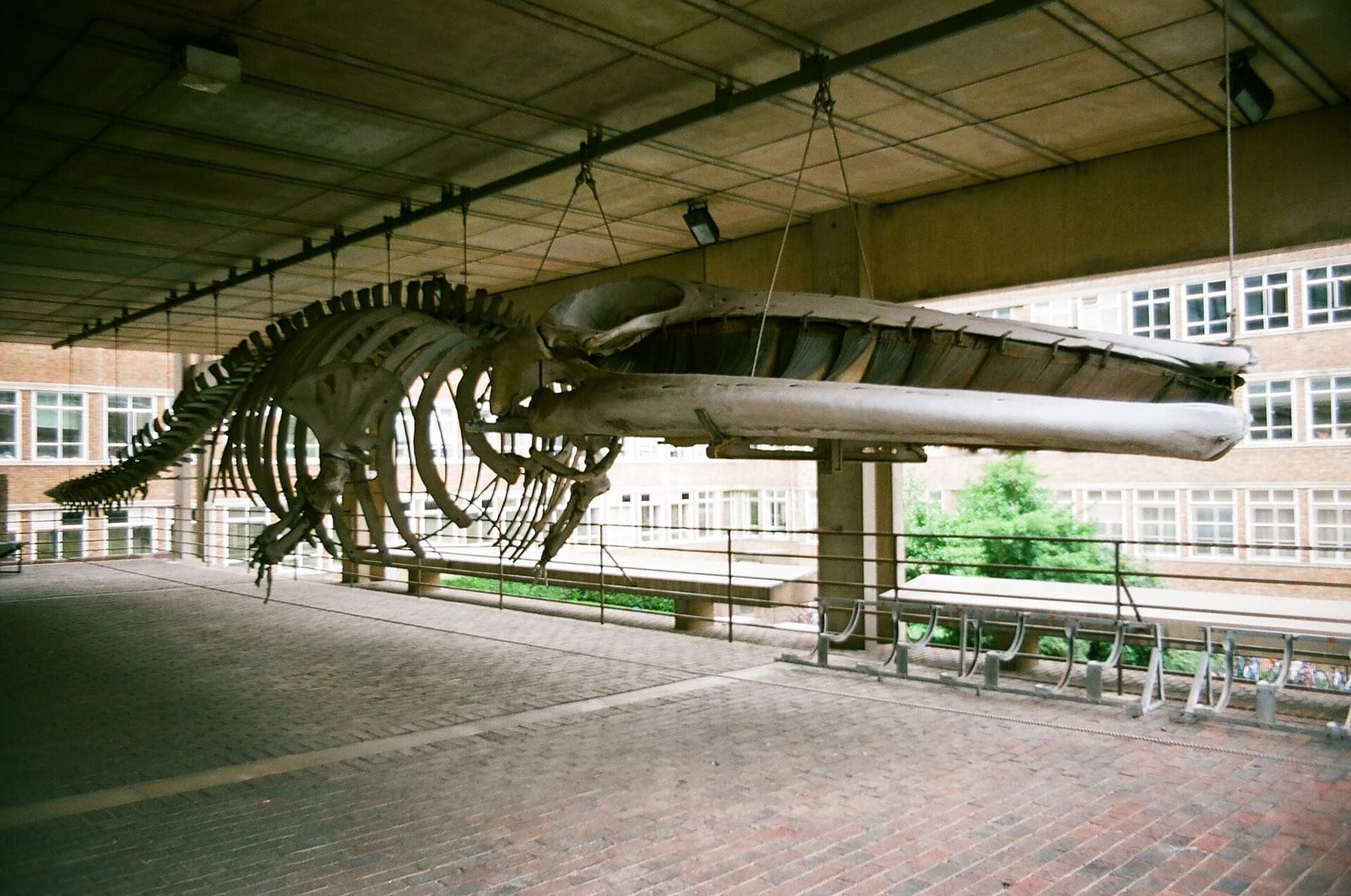 Whale Café photo 4