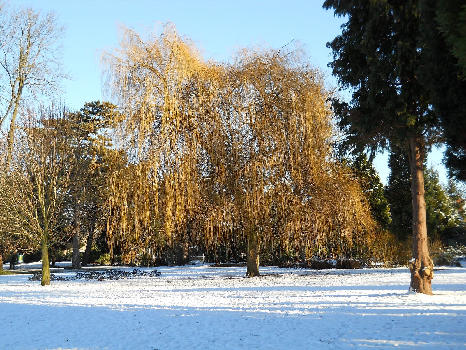 The Willow Cafe photo 2