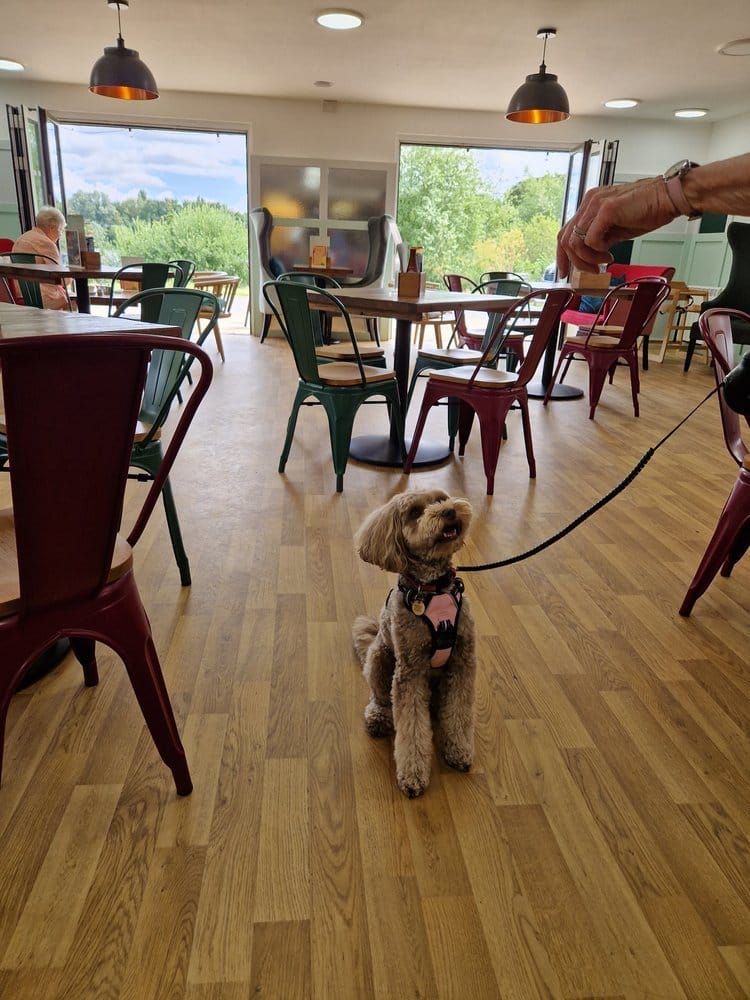 Ferry Meadows Cafe photo 3